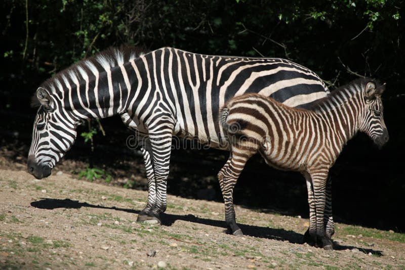 Grant s zebra (Equus quagga boehmi)