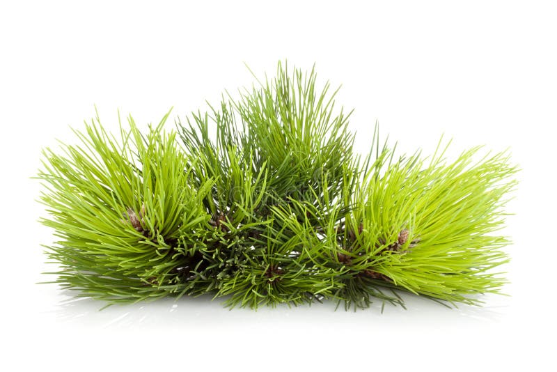Grantreefilial royaltyfri bild Grantreefilial royaltyfri bild