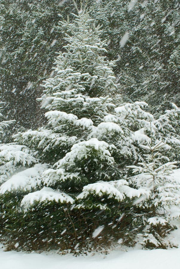 Granträdet under snöfall med täckt snö förgrena sig i vinter arkivfoto Granträdet under snöfall med täckt snö förgrena sig i vinter arkivfoto