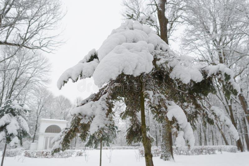 Granträdfilialer under snöfall i parkera royaltyfri foto Granträdfilialer under snöfall i parkera royaltyfri foto