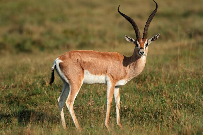 Grants gazelle