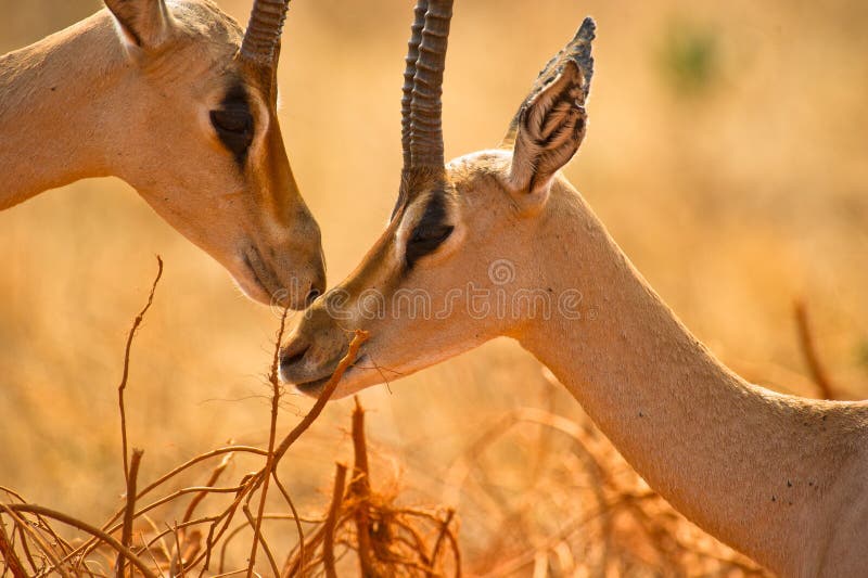 Grant´s Gazelles tenderness