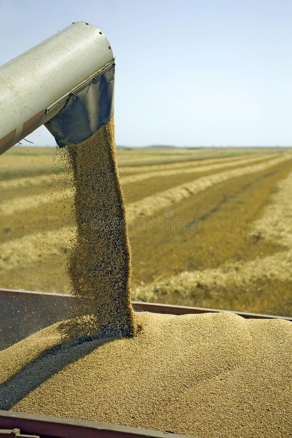 Pn D Lala Su Maqueta De Granja | Oggett Rcclat, Anmal, Fattora - Foto 9