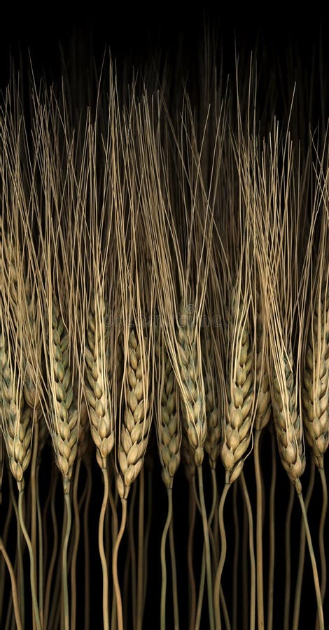 Wheat or grain with incredible detail and shallow depth of field. 1 of 7 in series. Wheat or grain with incredible detail and shallow depth of field. 1 of 7 in series.