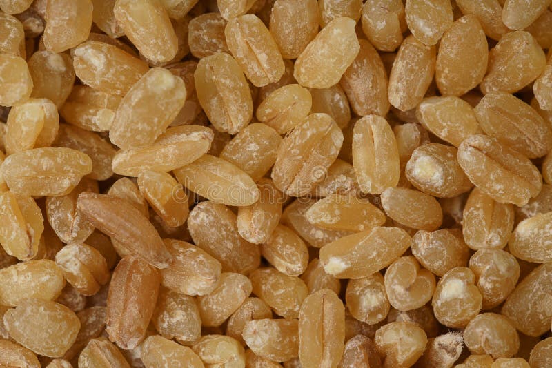 Granulo del frumento immagini stock libere da diritti Granulo del frumento immagini stock libere da diritti