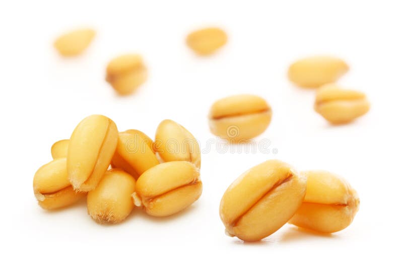 Granulo del frumento isolato immagine stock Granulo del frumento isolato immagine stock