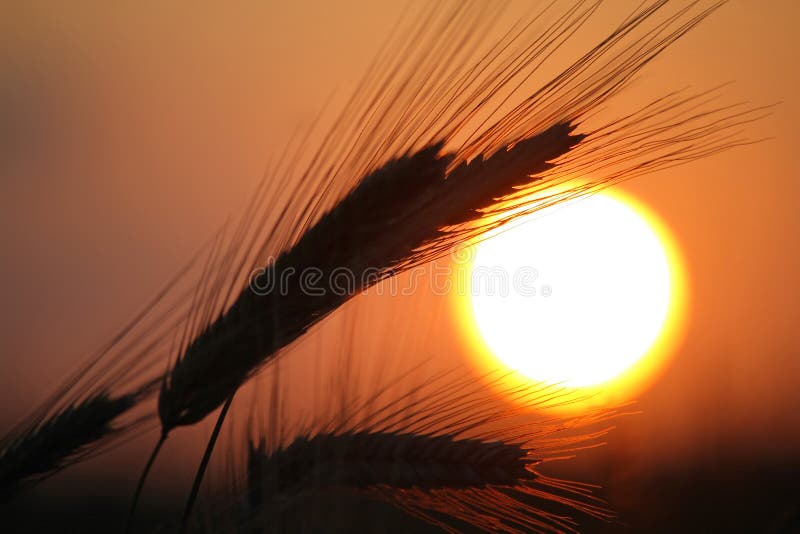 Ripened grain ready for harvest, The Netherlands. Ripened grain ready for harvest, The Netherlands