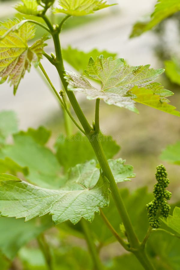 Grape royalty free stock photo