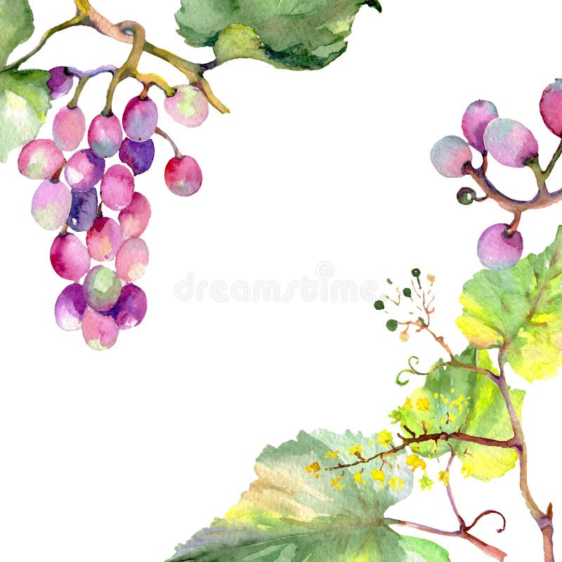 Grape berry healthy food. Watercolor background illustration set. Frame border ornament square.