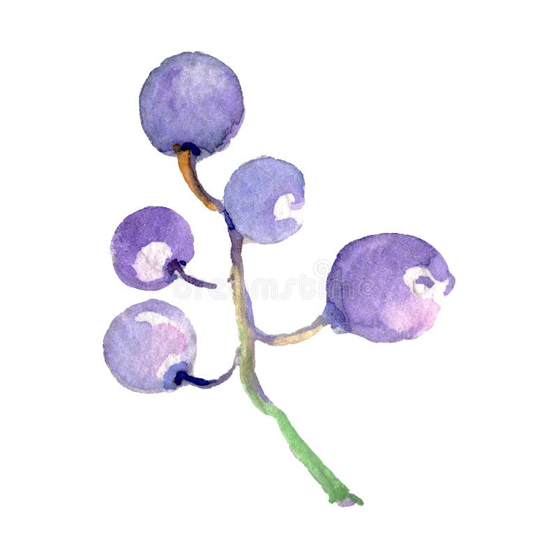 Grape berry healthy food in a watercolor style isolated. Watercolor background set. Isolated fruit illustration element. royalty free illustration Grape berry healthy food in a watercolor style isolated. Watercolor background set. Isolated fruit illustration element. royalty free illustration