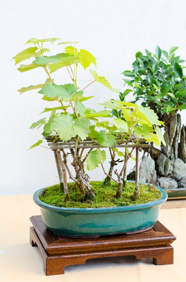Grape Bonsai Tree in Exposition Stock Image Image of hobby, miniature