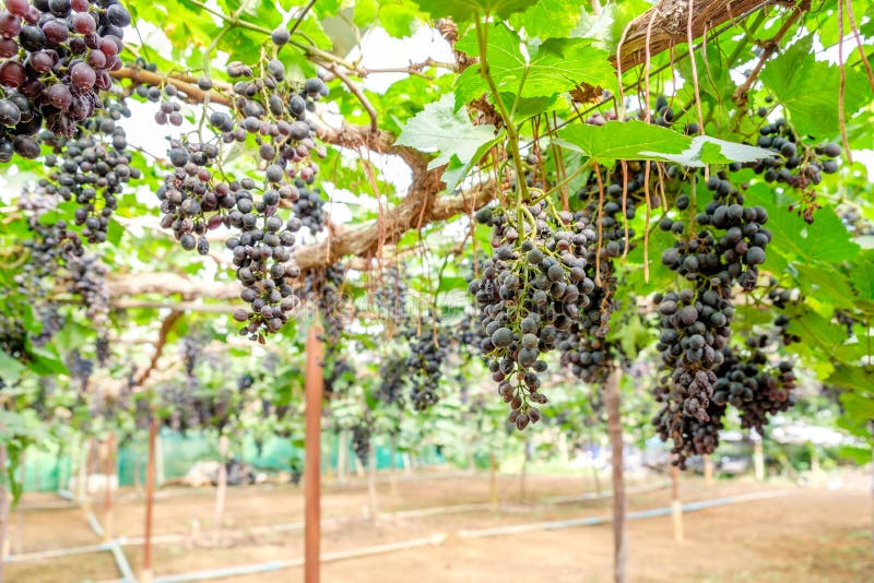 Grape bunch fruit in vineyard