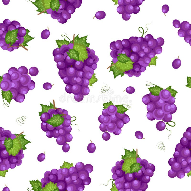 Grape bunch seamless pattern on white background, Fresh organic food, Purple grapes pattern background, Fruit vector