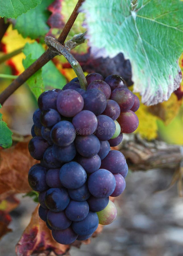 Grape cluster