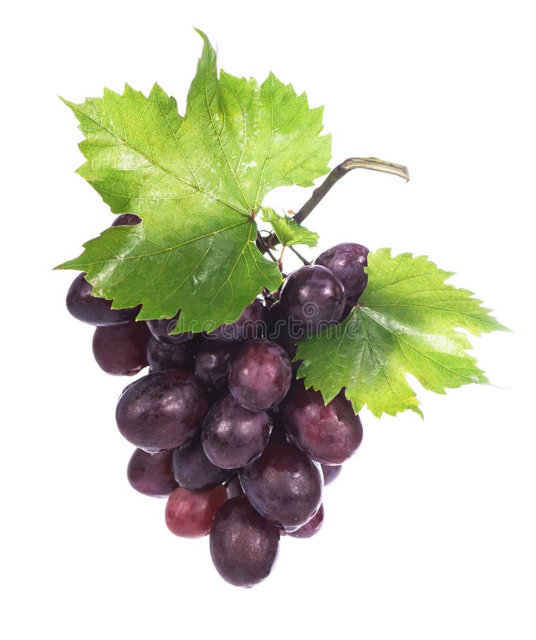 Grape cluster with leaves isolated