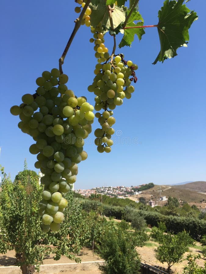 Grape Clusters, Grape Grain Stock Photo Image of discounts, dessert