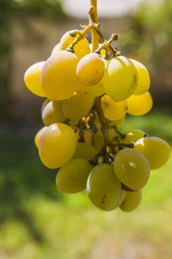 Grape Clusters, Grape Grain Stock Image Image of fresh, icon 103658269