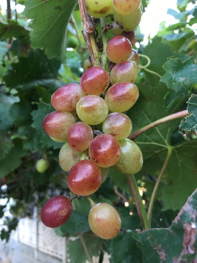 Grape Clusters, Grape Grain Stock Image Image of decoration, cluster