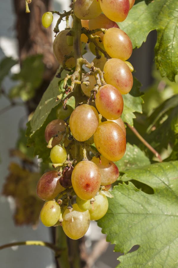 Grape Clusters, Grape Grain Stock Photo Image of grains, isolated