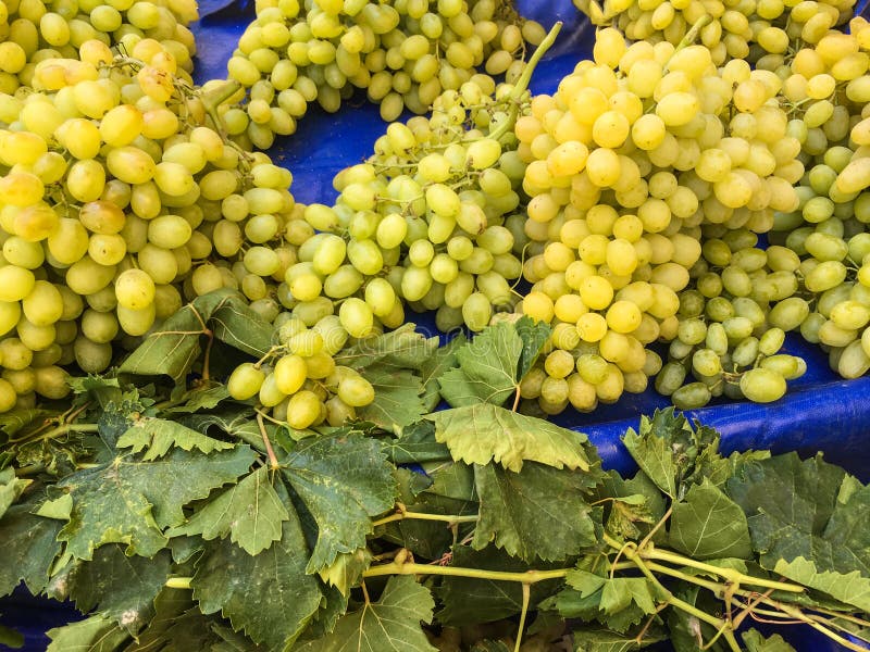 Grape Clusters, Grape Grain Stock Image Image of botany, juice 103658889