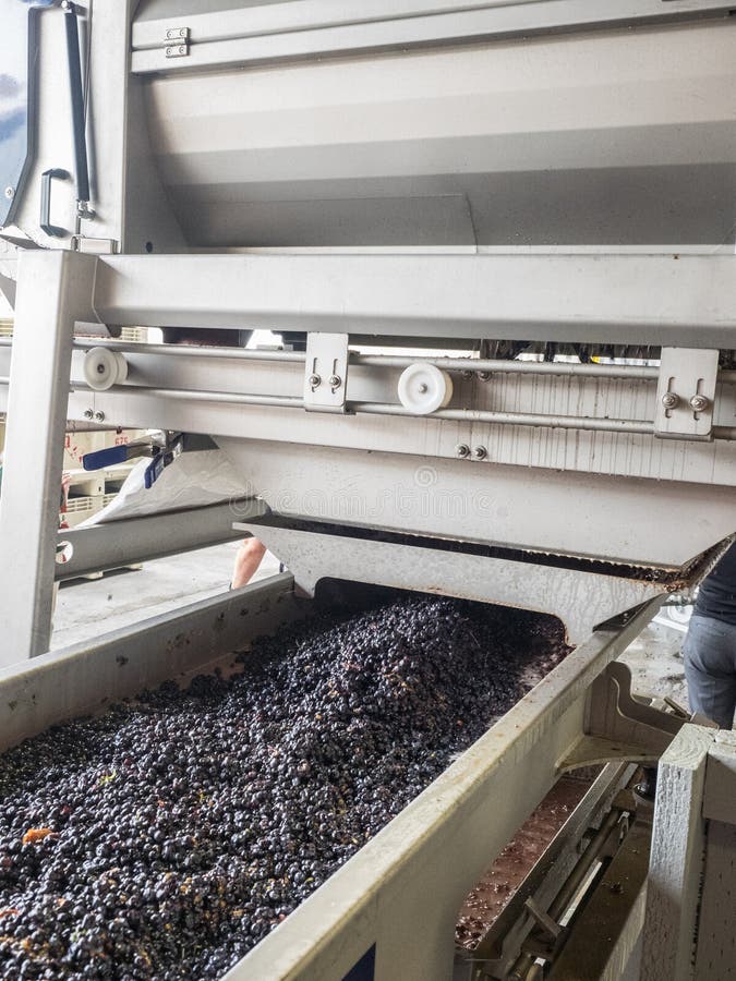 Grape Crusher At Winery Stock Photo Image Of Agriculture 95525194