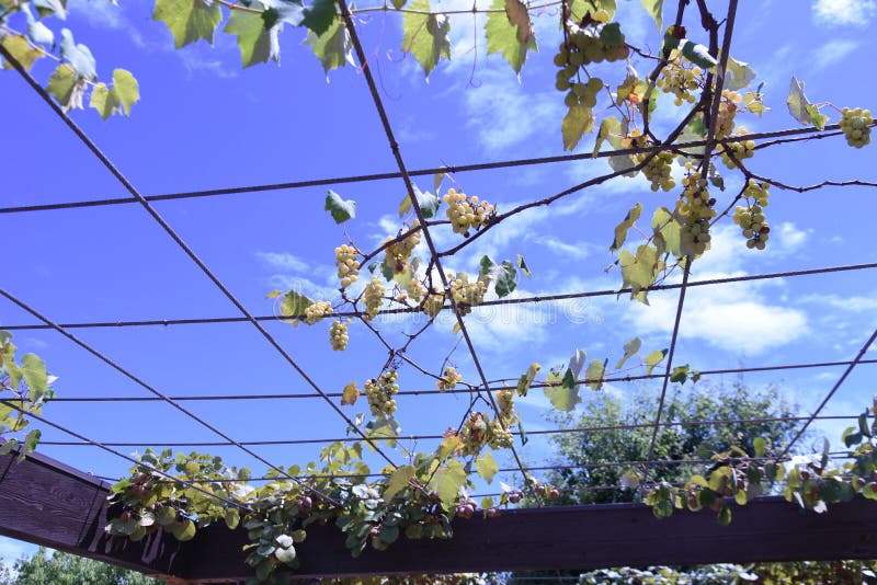 Grape cultivation. stock photo. Image of agricultural 265852176