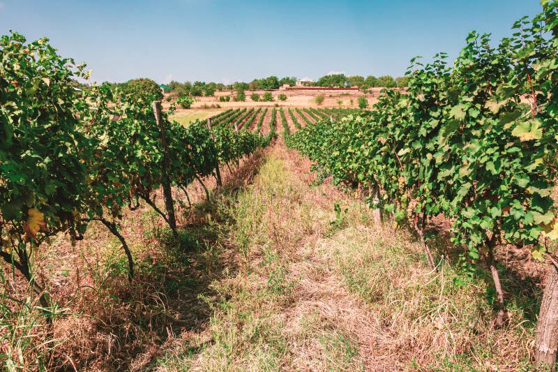 Grape field in stock photo. Image of tree, landscape 273969220