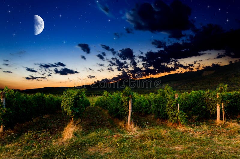 Grape field stock image. Image of growing, field, grapes 36970087