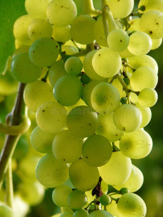 Grape, Fruit, Grapevine Family, Seedless Fruit Picture. Image 114790583