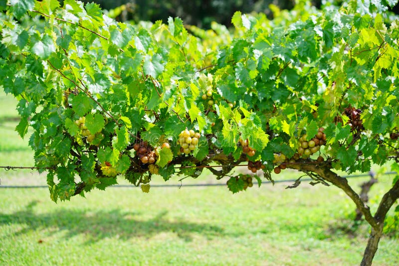 Grape Fruit Trees in a Florida Farm Stock Image Image of mountain