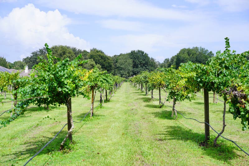 Fruit Farm of florida stock photo. Image of cabbage, allotment 63653526
