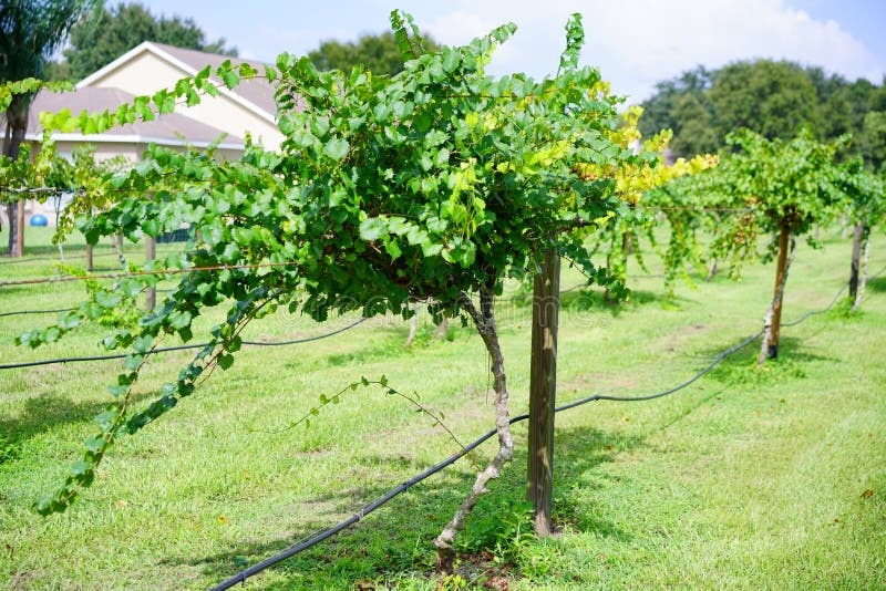 Grape Fruit Trees in a Florida Farm Stock Photo Image of grape