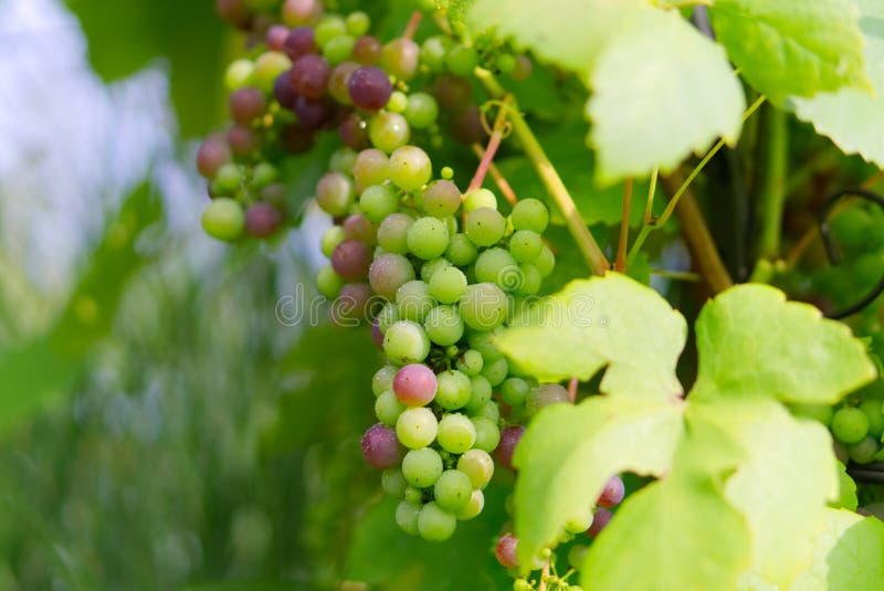 Grape, Grapevine Family, Fruit, Seedless Fruit Picture. Image 107946362