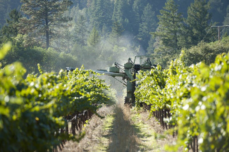 Grape Harvest in California Wine Country Stock Photo Image of growing