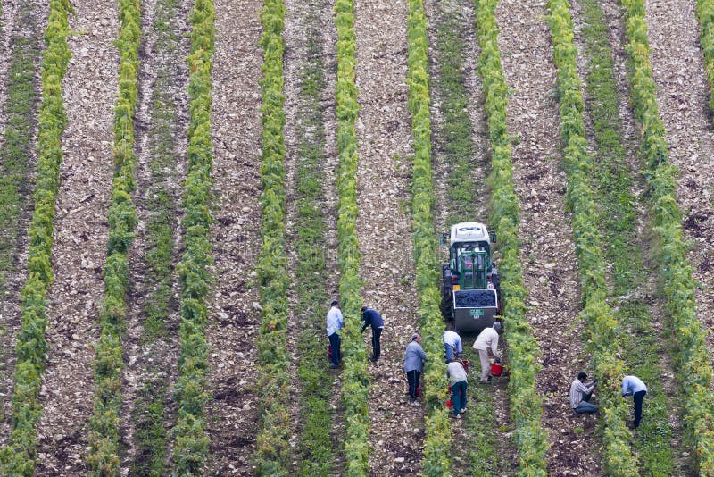 Grape harvest