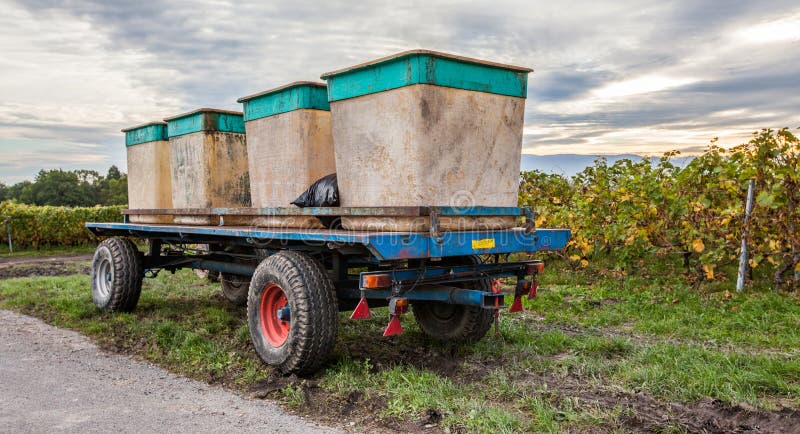 Grape Harvest IV