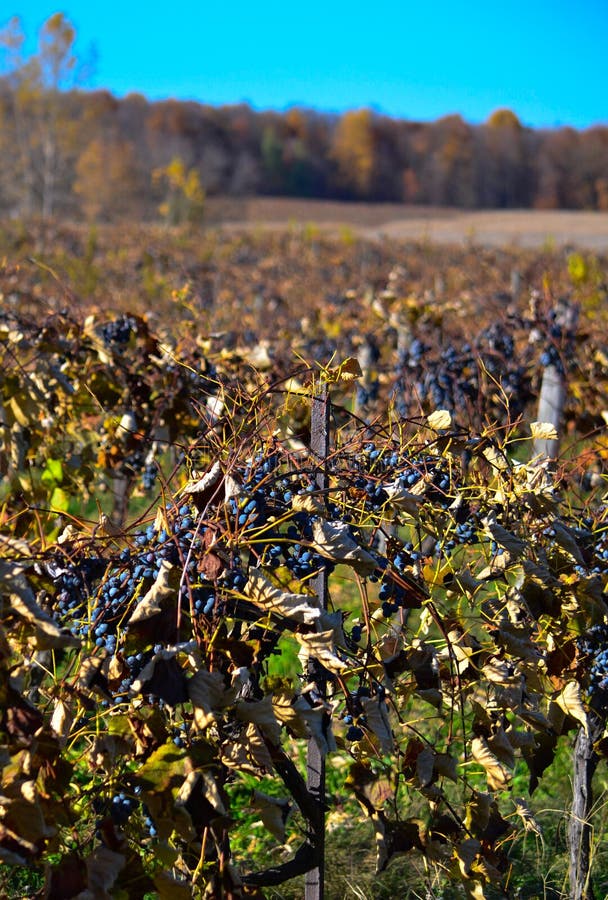 Grape harvest in Michigan stock photo. Image of grapes 28150986