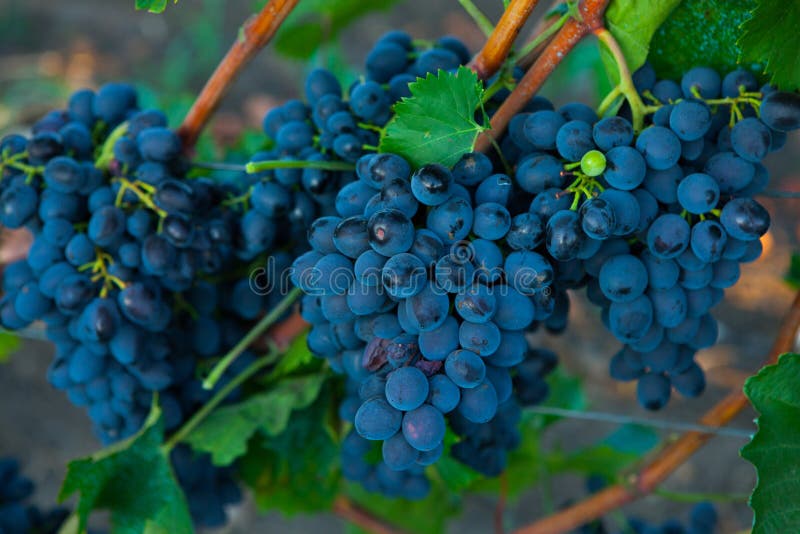 Grape Harvest. Wineyard. Grapes Wine on Tree with Branch and Green