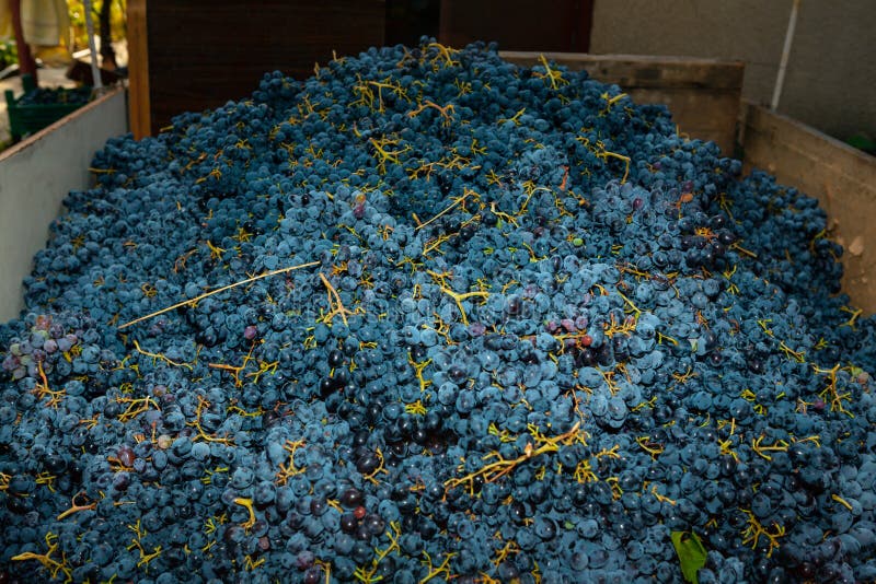 Grape Harvested for Wine Production Stock Image Image of market