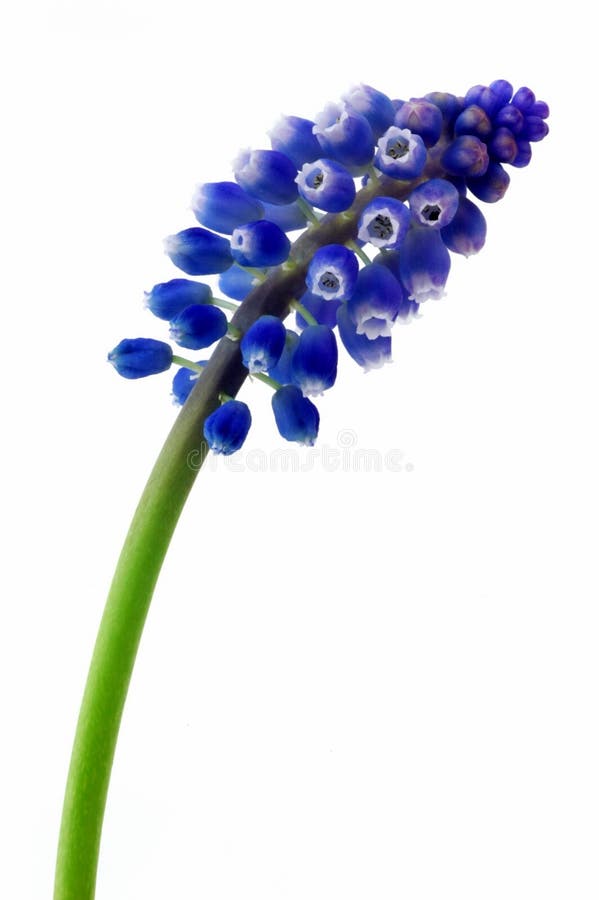 Grape Hyacinth