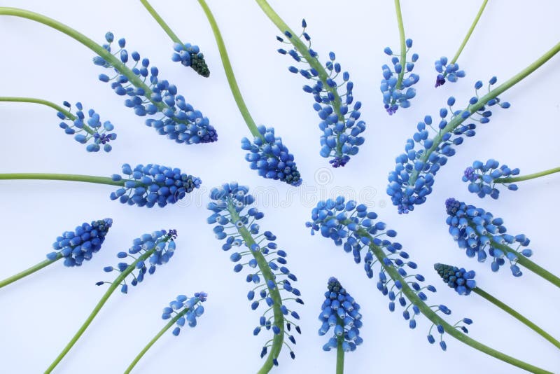 Grape hyacinth spiral stock photo. Image of green, blue - 180437316