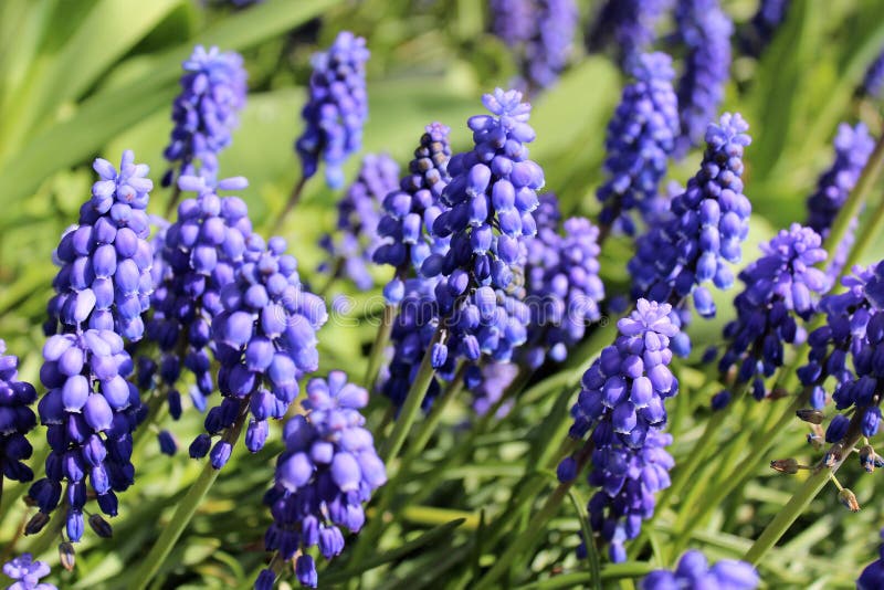 Grape Hyacinth flowers stock image. Image of blooms, field 91828203