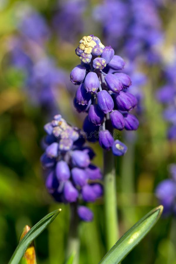 Grape hyacinth in spring time