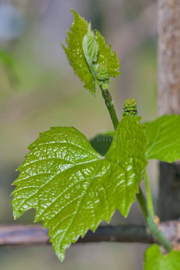 Grape leaf with blossoming buds