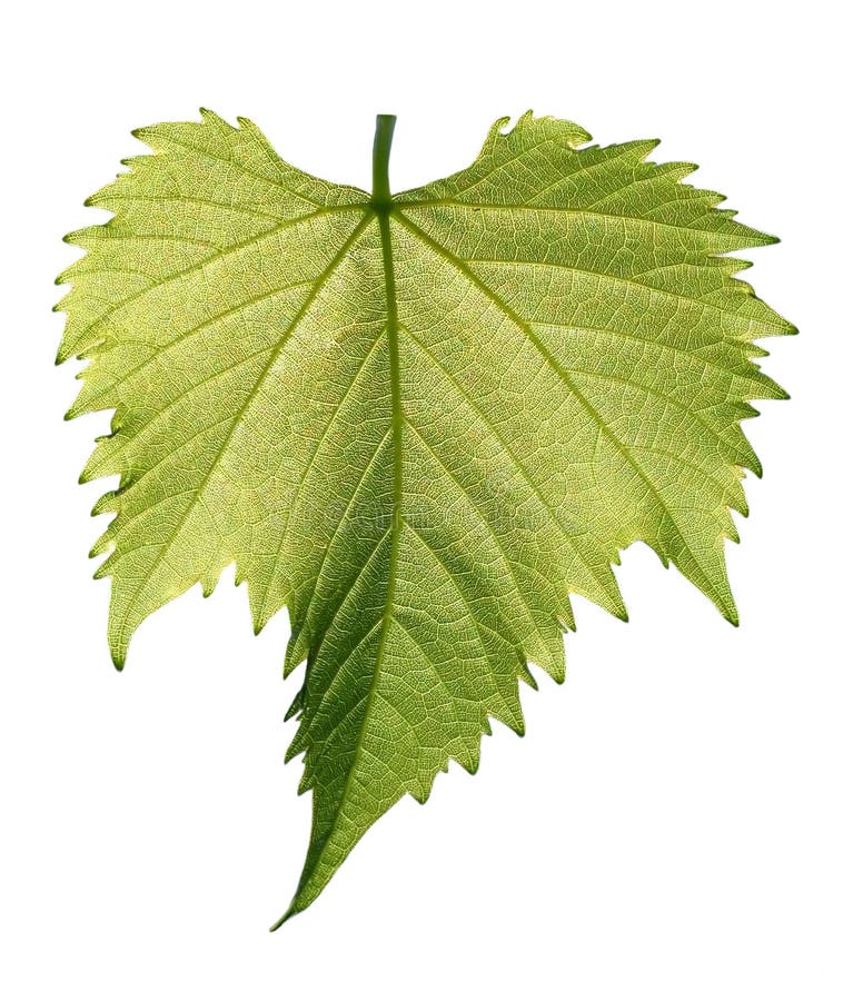 Grape leaf on white background