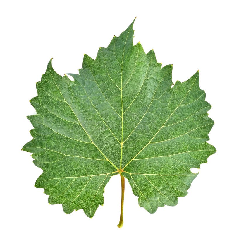 grape leaf grape leaf