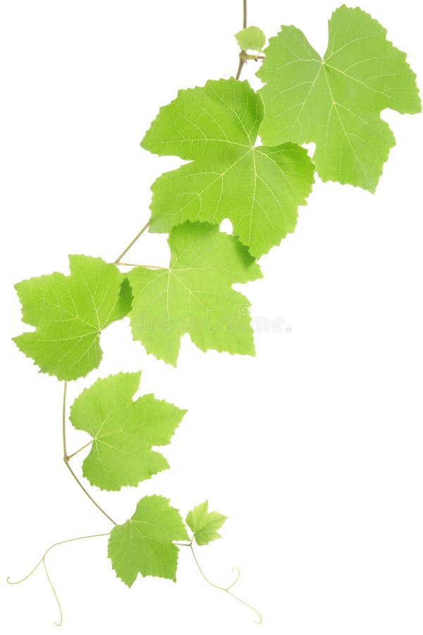 grape leaves grape leaves