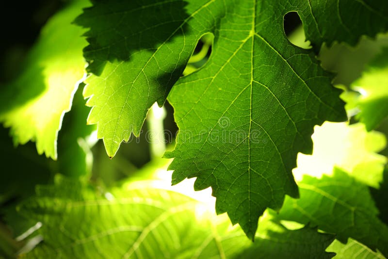 Grape leaves background