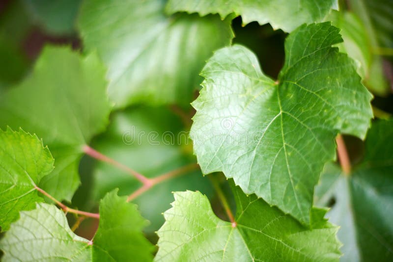 Grape leaves. Green vine leaves at sunny september day in vineyard. Soon autumn harvest of grapes for making wine, jam and juice.