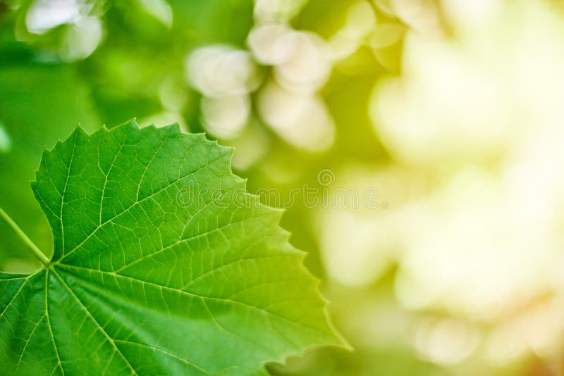 Grape Leaves. Green Vine Leaves At Sunny September Day In Vineyard. Soon Autumn Harvest Of Grapes For Making Wine, Jam And Juice